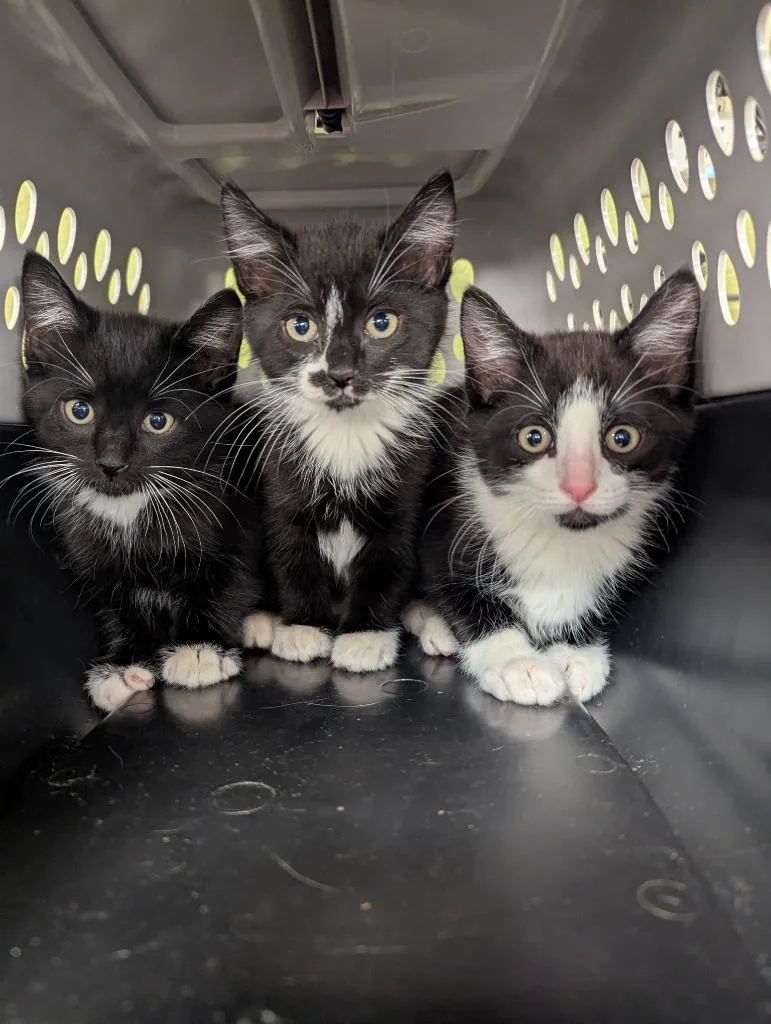 A baby medium-sized male Domestic Short Hair cat named Monarch for adoption in Johnson City, TN