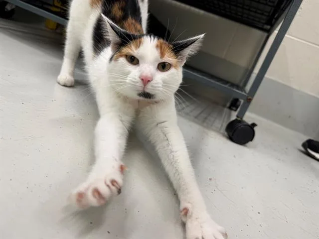 A young small-sized female Domestic Short Hair cat named Trixie for adoption in Peoria, IL