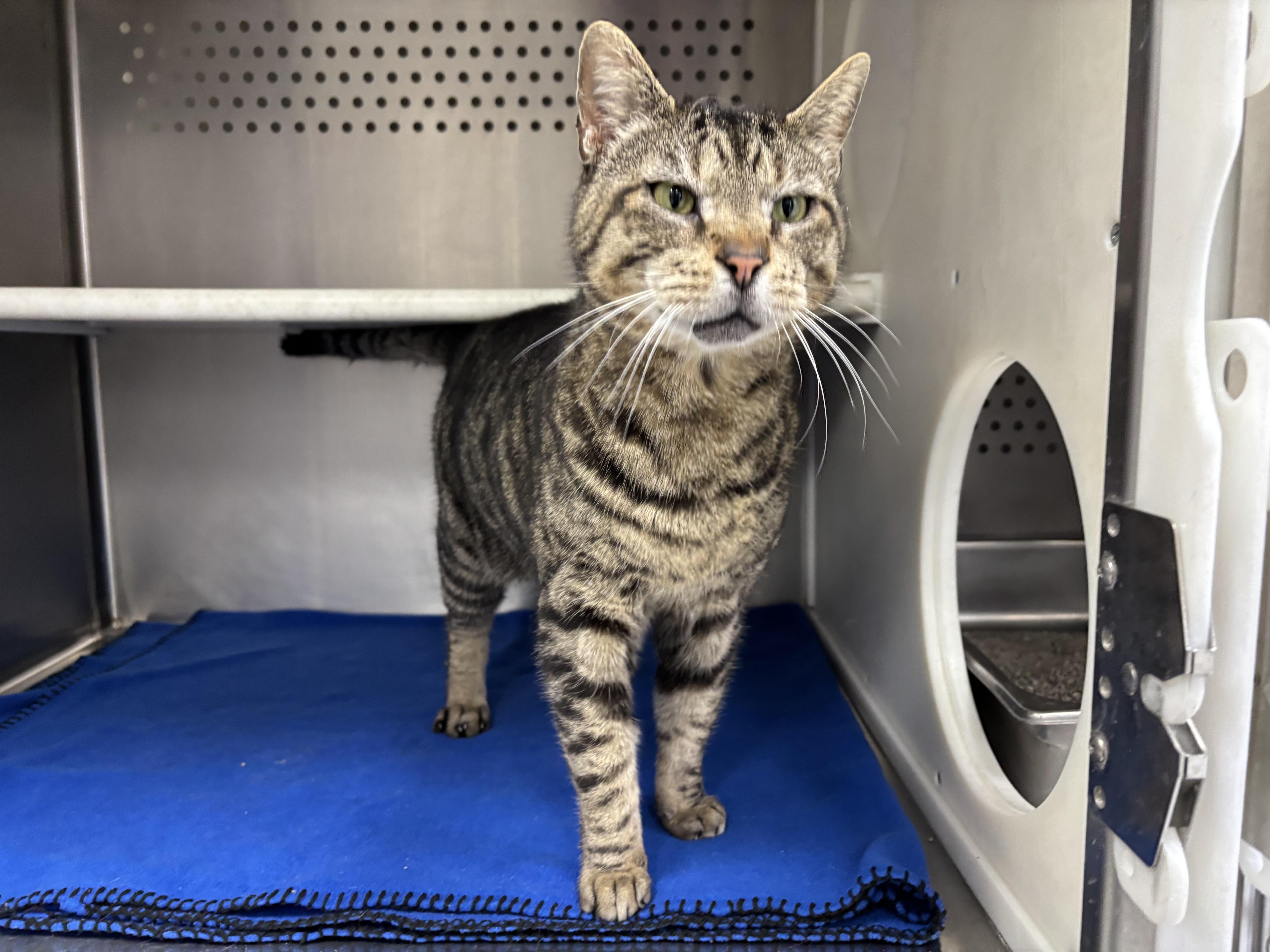 A senior large-sized male Tabby (Brown / Chocolate) Domestic Short Hair cat named Leopard for adoption in Frankfort, IN