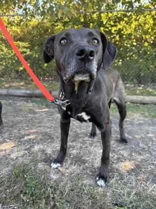 An adult medium-sized female Black Labrador Retriever dog named Missy for adoption in Roseburg, OR