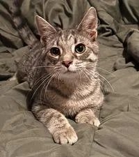 A baby small-sized male Gray / Blue / Silver Domestic Short Hair cat named Peanut for adoption in Lebanon, PA