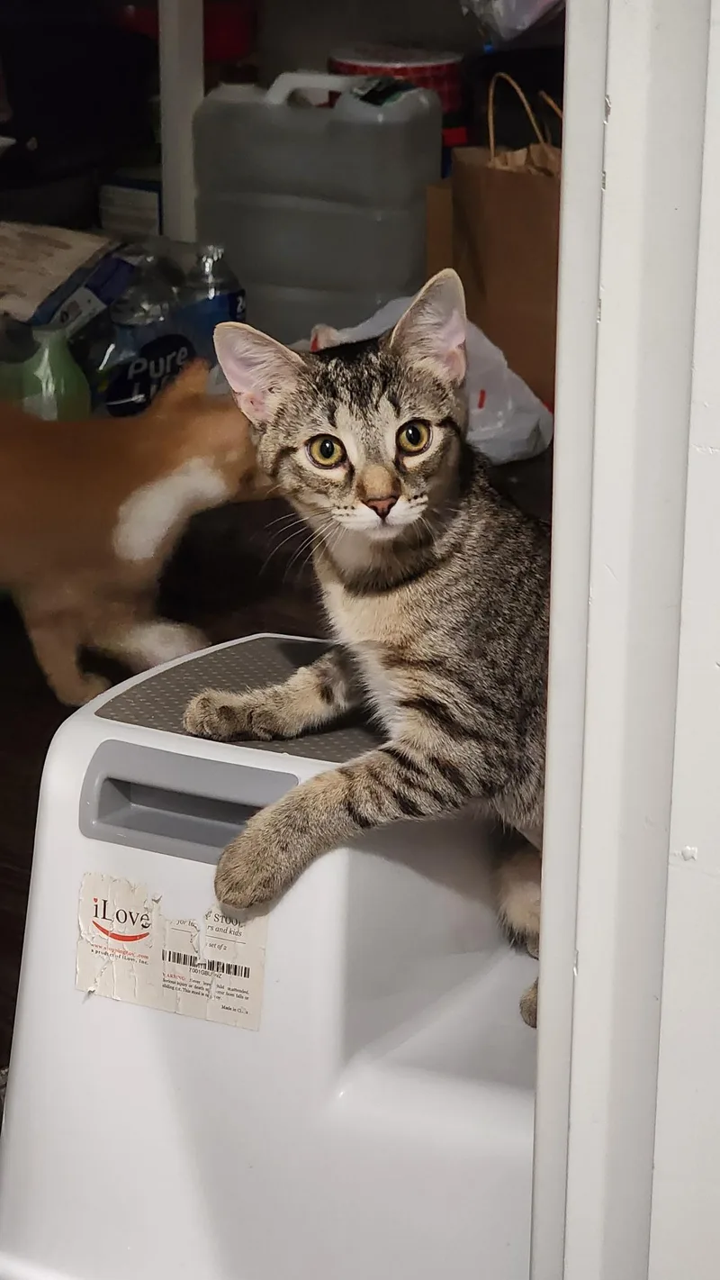 A baby small-sized female Tabby (Tiger Striped) Tabby cat named Velma for adoption in Brighton, MI