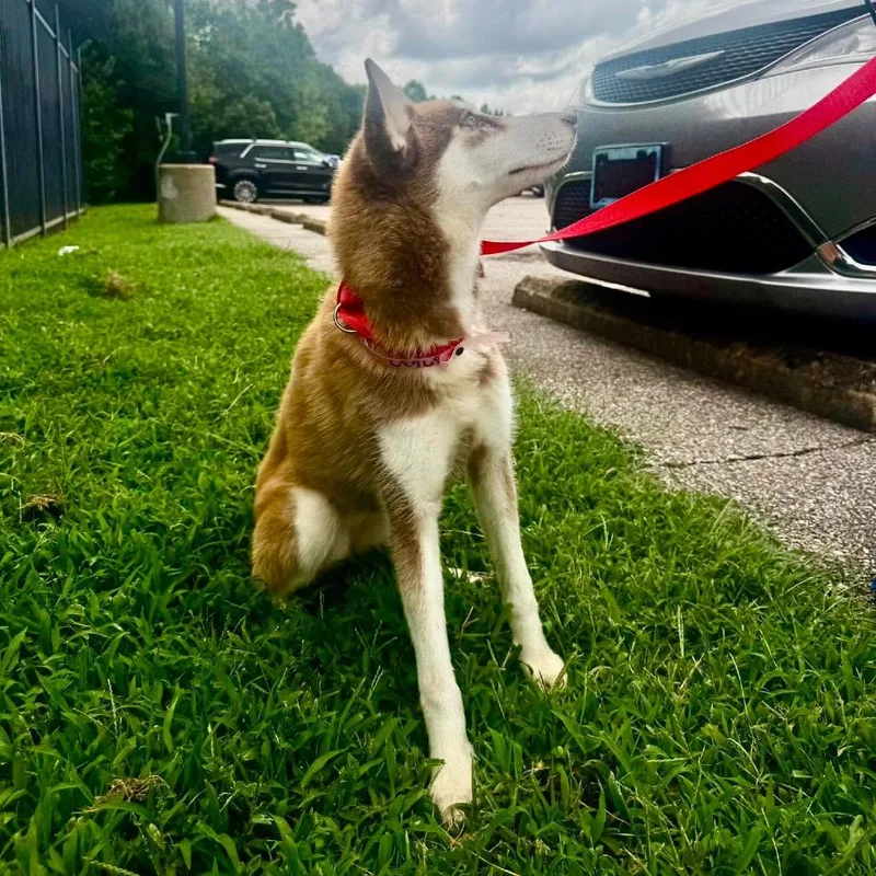 A young medium-sized female Husky dog named Swaya for adoption in Bartlett, TN