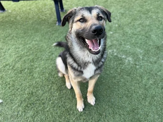 A young extra large-sized male German Shepherd Dog dog named Rocky for adoption in Dallas, TX