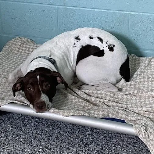 An adult medium-sized female White / Cream American Foxhound dog named Lucky for adoption in Port Charlotte, FL