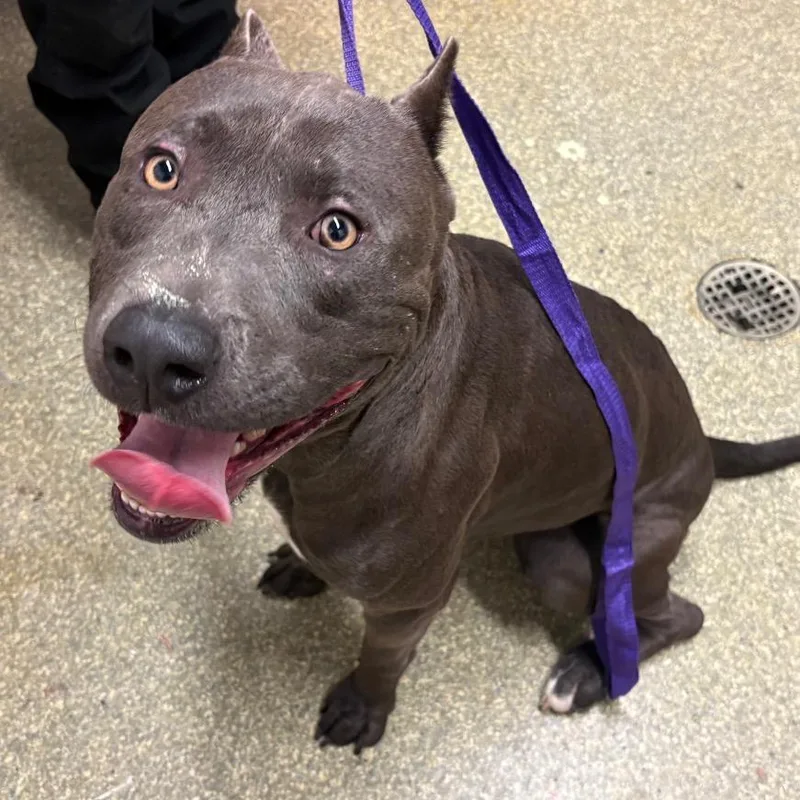 An adult medium-sized male Gray / Blue / Silver Pit Bull Terrier dog named Bentley for adoption in San Gabriel, CA