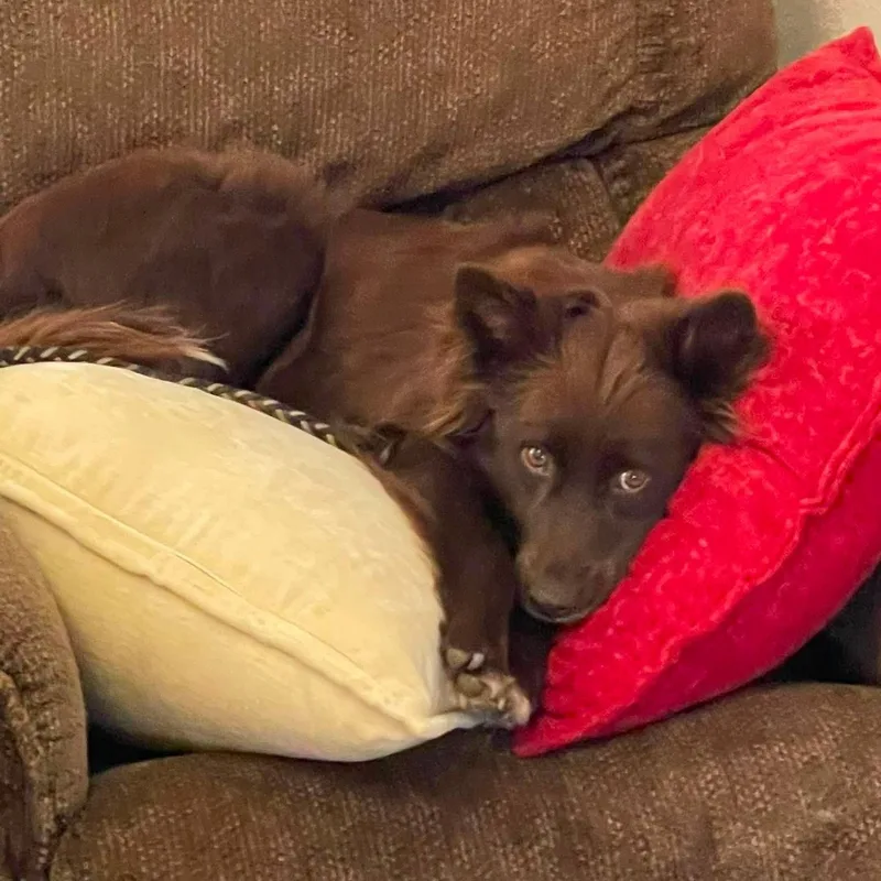 An adult medium-sized female Brown / Chocolate Australian Shepherd dog named Darcy for adoption in Boerne, TX