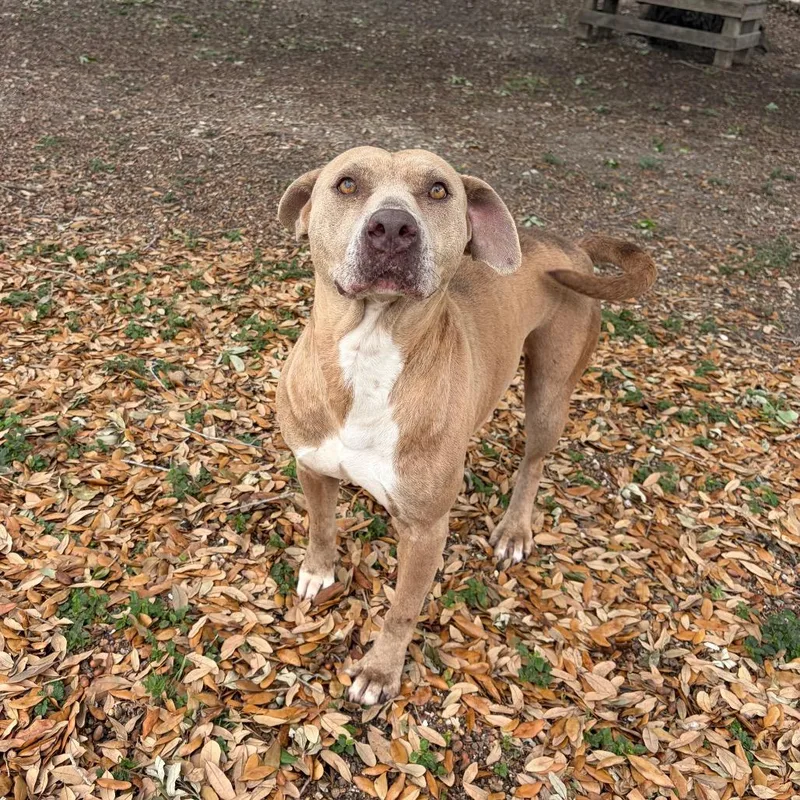 An adult medium-sized female American Staffordshire Terrier dog named Mama for adoption in Corpus Christi, TX