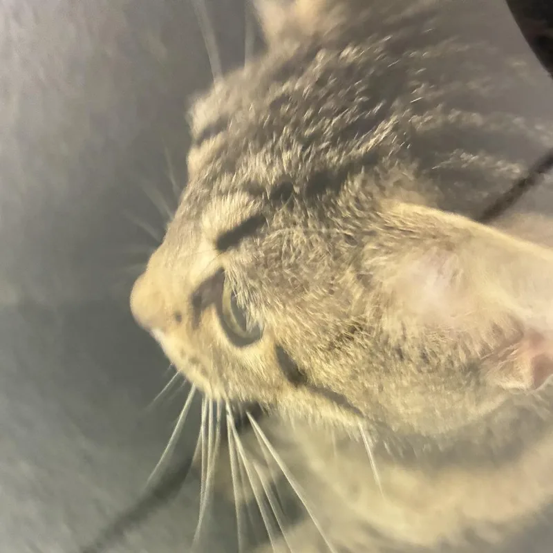 An adult medium-sized female Brown / Chocolate Domestic Short Hair cat named 71830 for adoption in Harrisonburg, VA