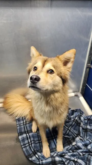 An adult medium-sized female German Shepherd Dog dog named Zoe for adoption in Houston, TX