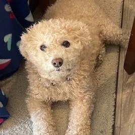 A senior small-sized male Yellow / Tan / Blond / Fawn Miniature Poodle dog named Cooper D for adoption in Princeton, MN