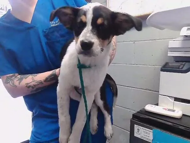 A baby small-sized female Collie dog named Marisha for adoption in Tulsa, OK