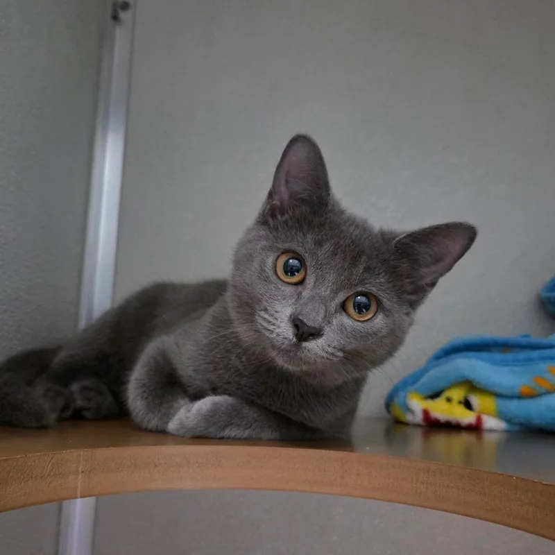 A baby small-sized female Domestic Medium Hair cat named Ash for adoption in Chattanooga, TN