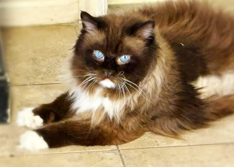 An adult large-sized male Ragdoll cat named Hobbs for adoption in St. George, UT