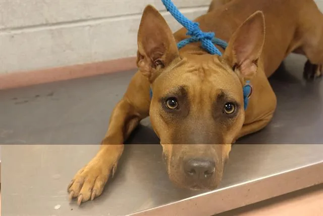 A young medium-sized female Mixed Breed dog named Zahara for adoption in Columbia, SC