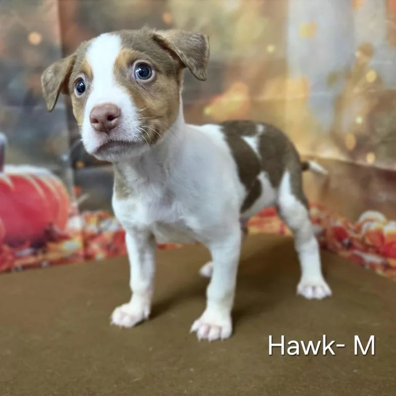 A baby medium-sized male Australian Shepherd dog named Hawk for adoption in Griswold, CT
