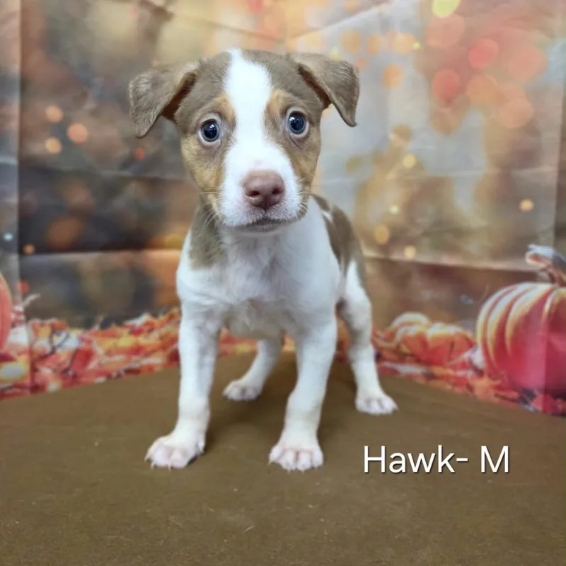 Hawk thumbnail 2