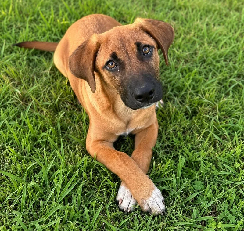 A baby large-sized male Red / Chestnut / Orange Rhodesian Ridgeback dog named Shrimp scampi for adoption in Evergreen, CO
