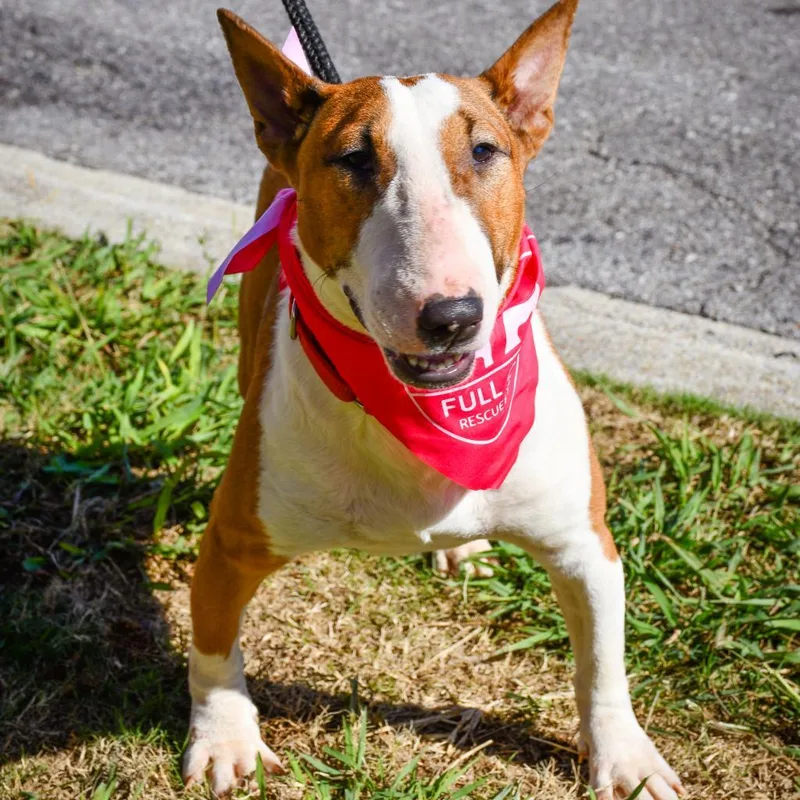 A senior medium-sized female Brown / Chocolate Bull Terrier dog named Clover June for adoption in Bessemer, AL