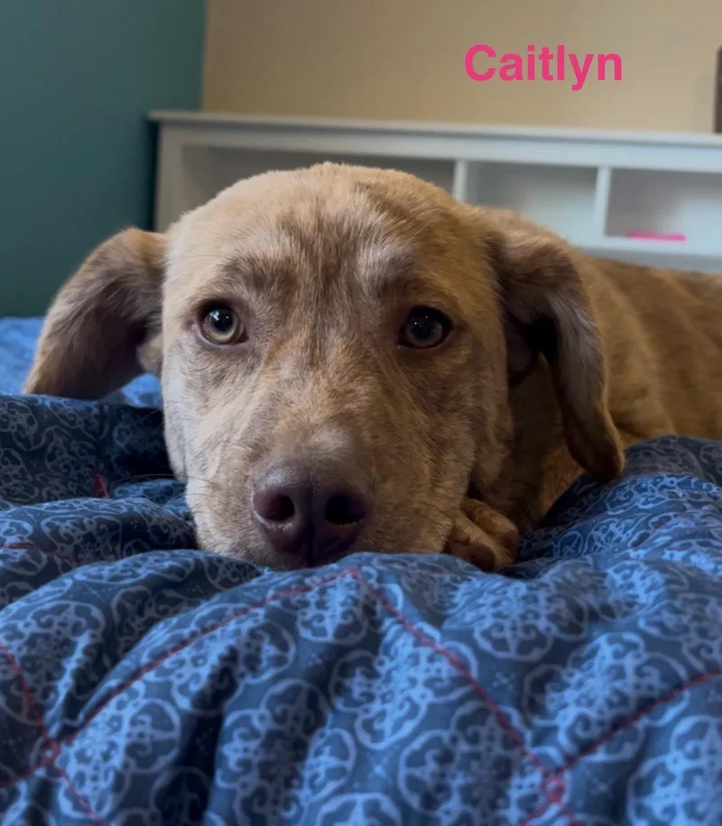 Caitlyn thumbnail 3