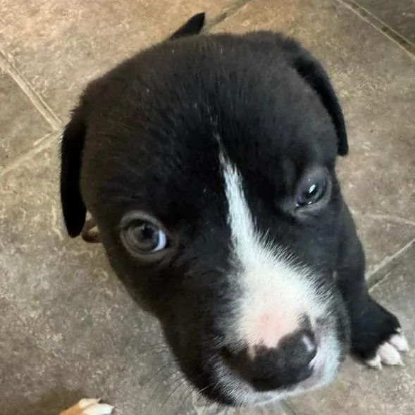 Maverick