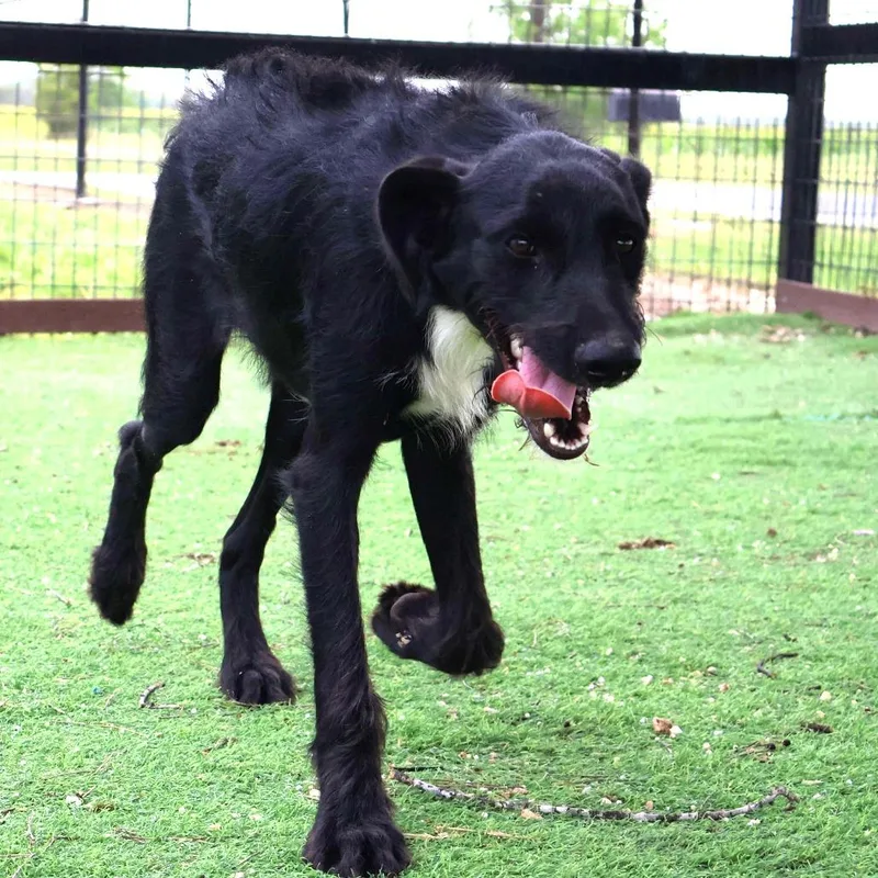 Karter Jum thumbnail 3