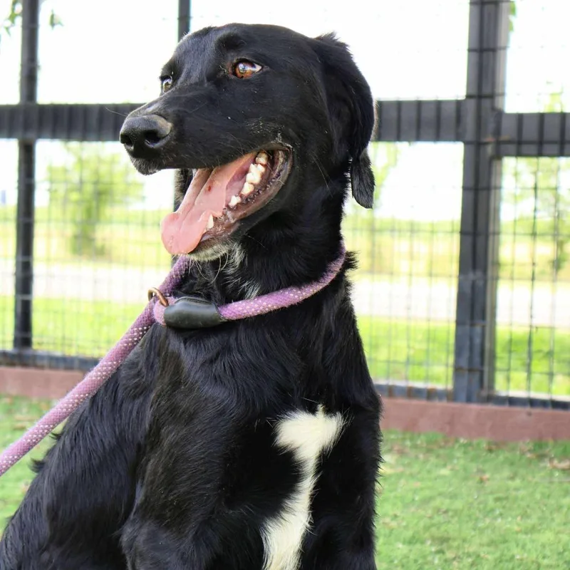 Karter Jum thumbnail 4