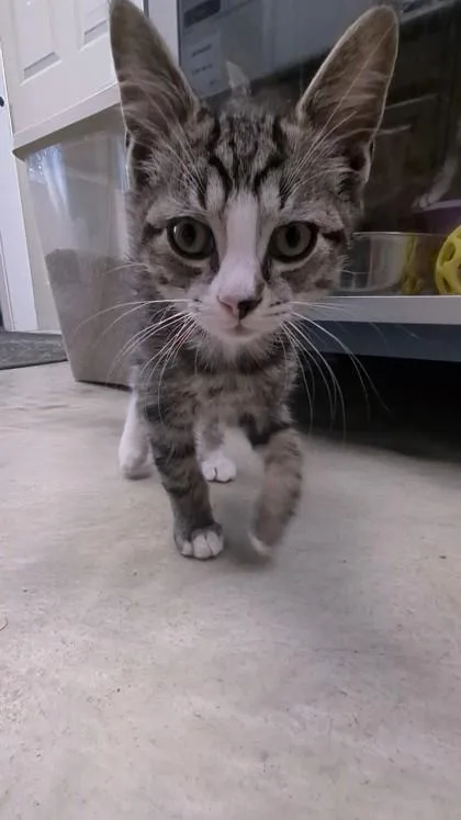 A baby small-sized male Domestic Short Hair cat named Mauricio I AM for adoption in East Brookfield, MA