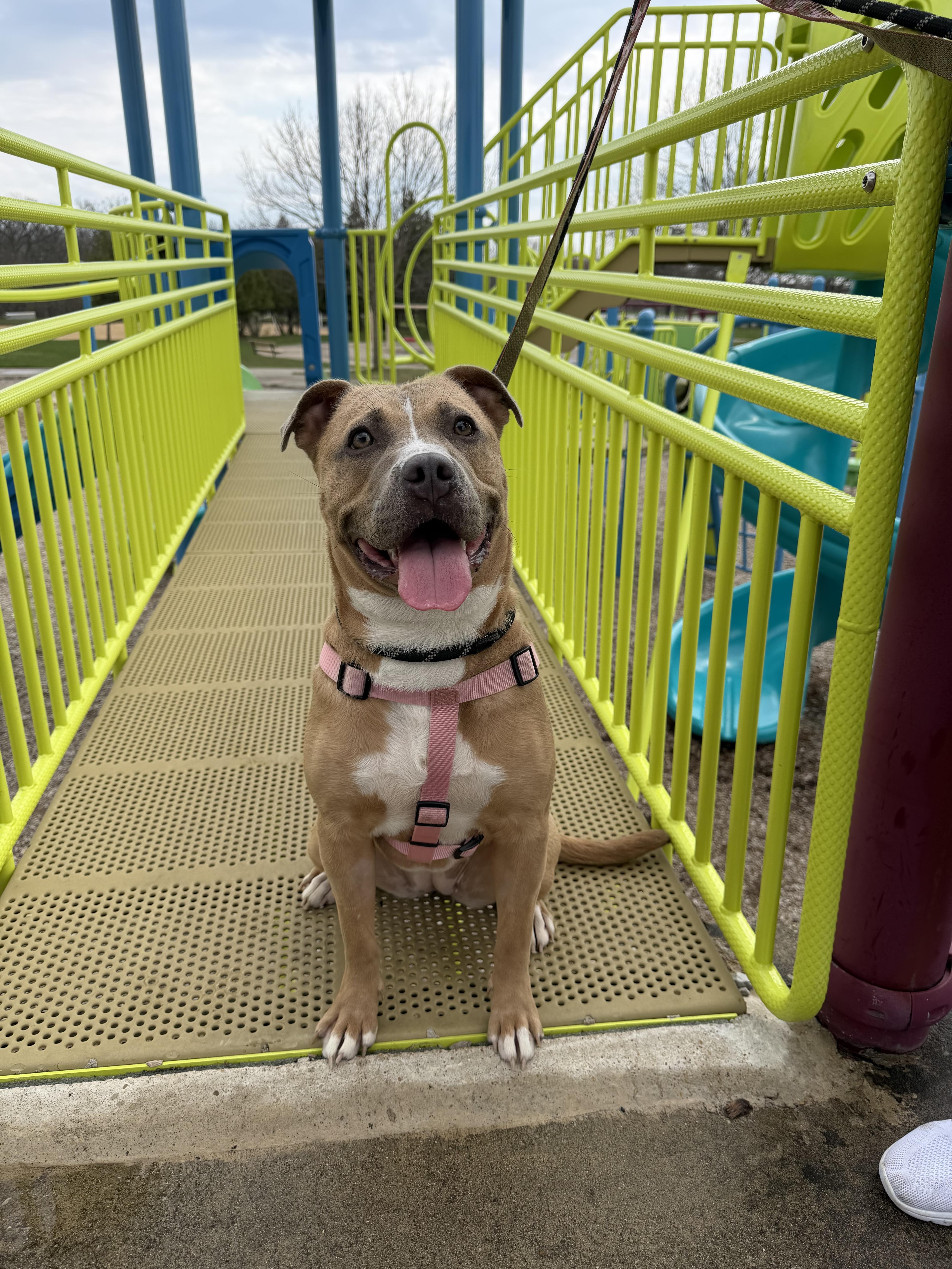 A young medium-sized female Yellow / Tan / Blond / Fawn Pit Bull Terrier dog named Brae for adoption in Steger, IL