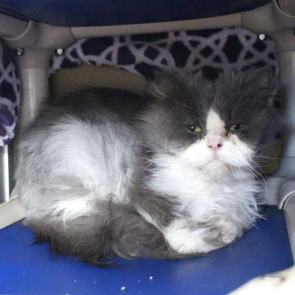 Dahlia  Bonded Buddy