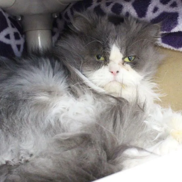 Dahlia  Bonded Buddy thumbnail 2