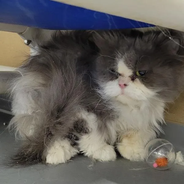 Dahlia  Bonded Buddy thumbnail 3