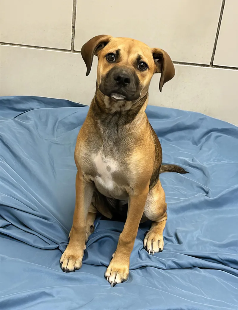 A baby medium-sized female Yellow / Tan / Blond / Fawn Mixed Breed dog named Crab for adoption in Nashville, TN