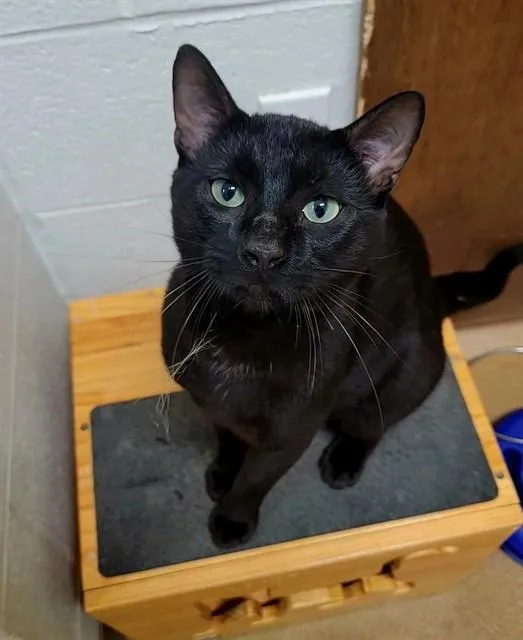 Nyx
