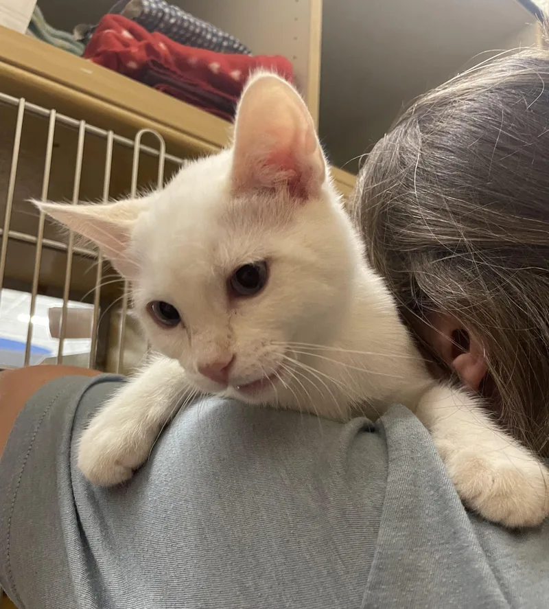 A baby medium-sized male Flame Point Siamese cat named Tolkien for adoption in Albuquerque, NM