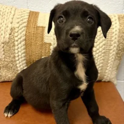 A young medium-sized female Black Labrador Retriever dog named Faye for adoption in Long Beach, CA