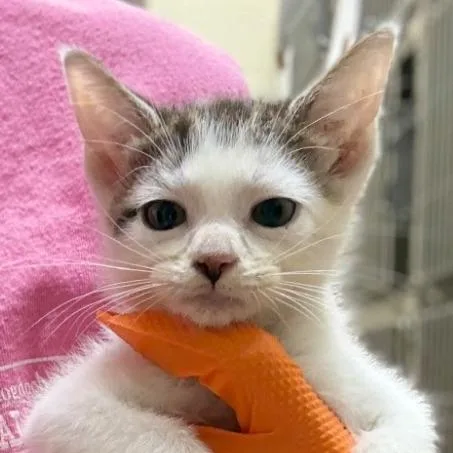 A baby small-sized female White Domestic Short Hair cat named Melly for adoption in Leander, TX