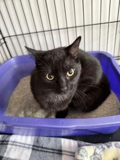 A baby small-sized male Domestic Short Hair cat named Madden for adoption in Winona, MN