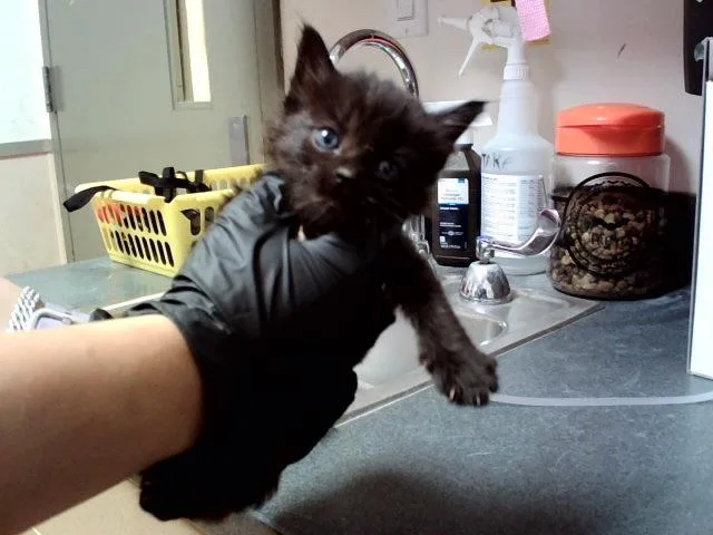 A baby small-sized female Domestic Medium Hair cat named A for adoption in Martinez, CA