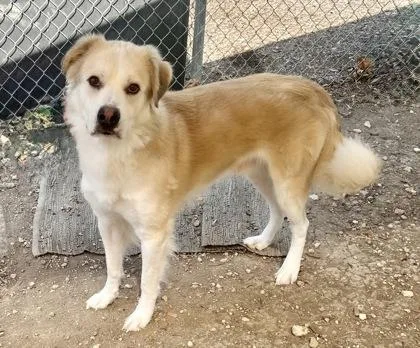 An adult large-sized male Apricot / Beige Mixed Breed dog named Apricot for adoption in Georgetown, TX