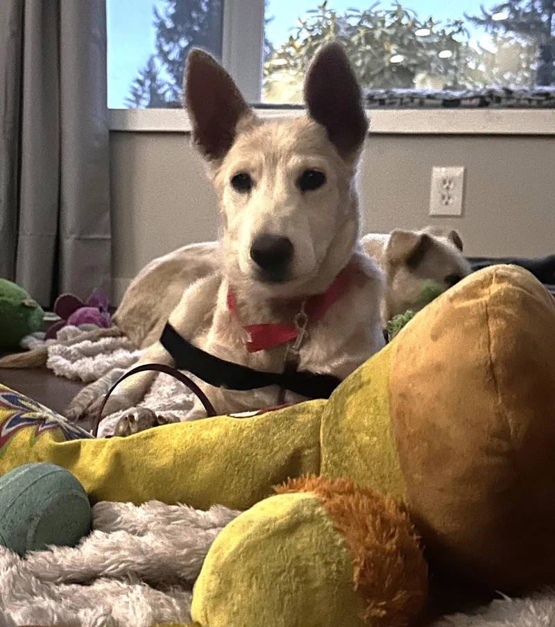 Chinook...super Sweet!!!