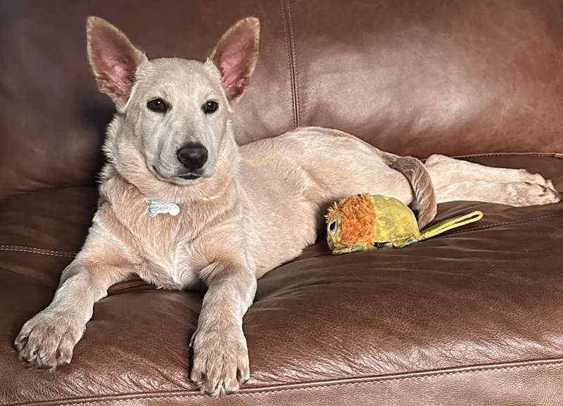 Chinook...super Sweet!!! thumbnail 4