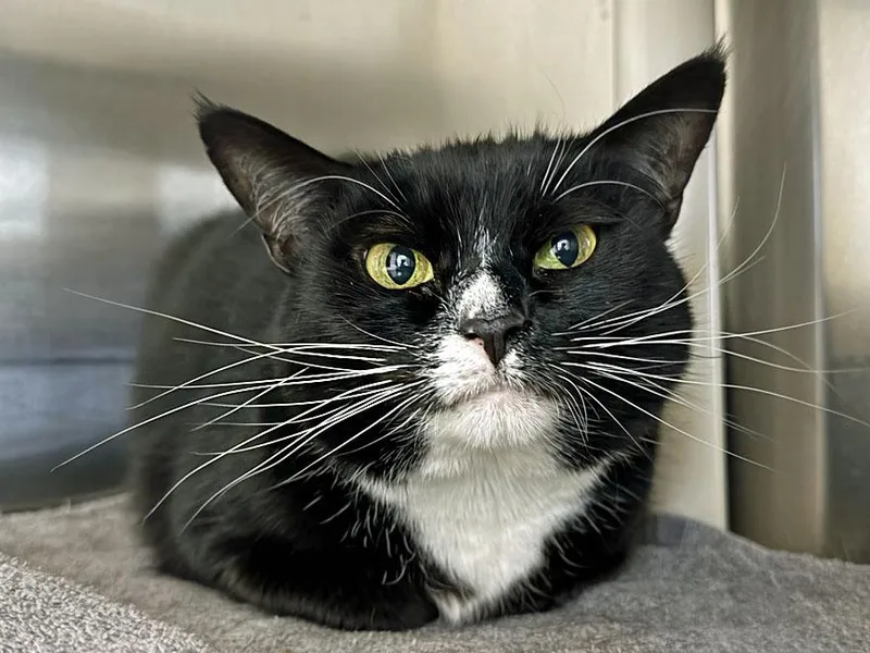 An adult medium-sized female Black & White / Tuxedo Domestic Short Hair cat named Mandy for adoption in East Falmouth, MA