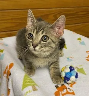 A baby medium-sized male Tabby (Gray / Blue / Silver) Tabby cat named Earl Scruggs for adoption in Southern Pines, NC