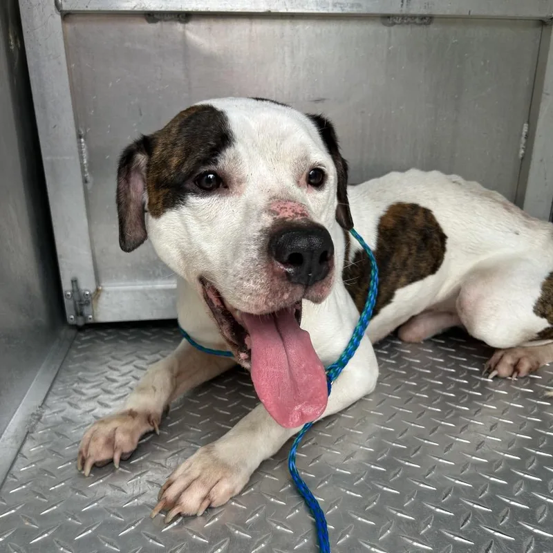 An adult medium-sized male White / Cream Boxer dog named Pleasant Pup for adoption in Greensboro, NC