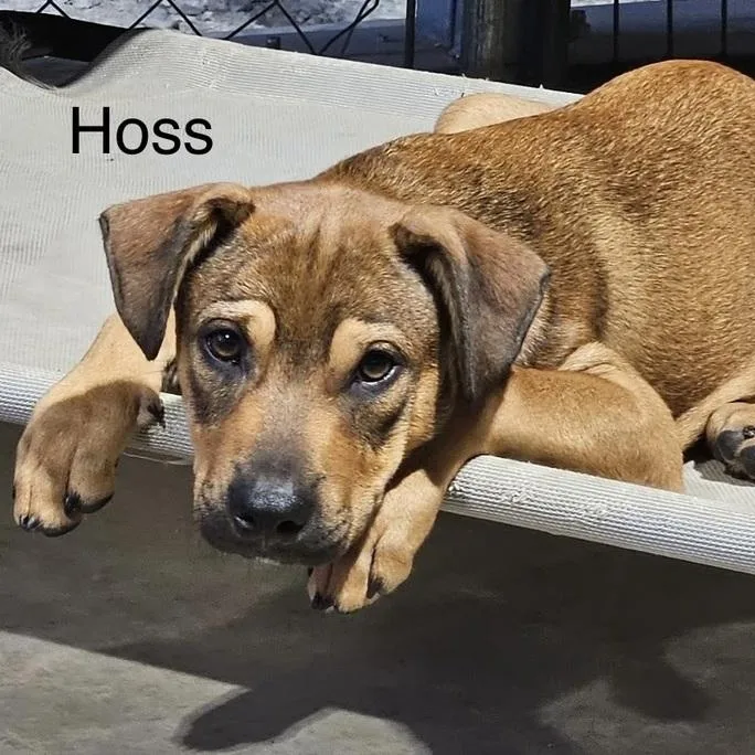Hoss