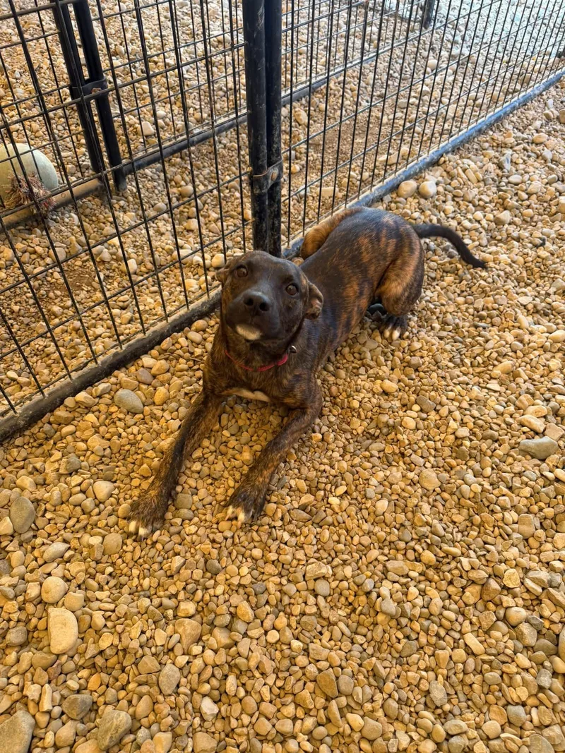 A baby medium-sized female Brindle Terrier dog named Starscream for adoption in Sterling Heights, MI