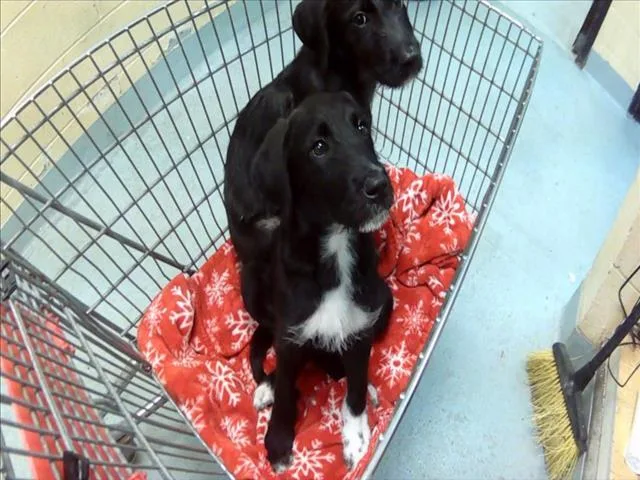 A baby small-sized female Scottish Terrier dog named Baby Girl for adoption in Tulsa, OK
