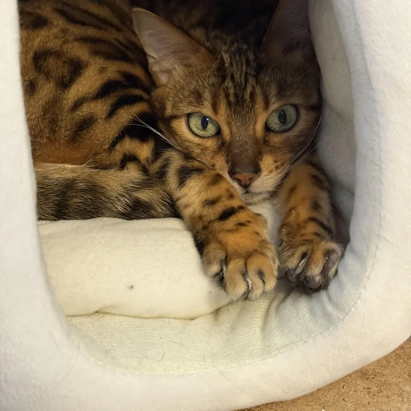 A young medium-sized female Bengal cat named Pyrle for adoption in Navarre, FL