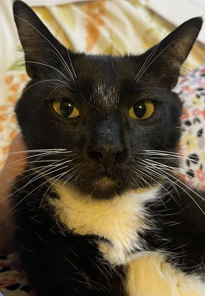 A young medium-sized female Black & White / Tuxedo Domestic Short Hair cat named Moira for adoption in O'Fallon, MO
